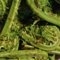 かめのたろう's cooksnap of when they made 簡単。こごみのおひたし 麺つゆで.