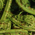 かめのたろう's cooksnap of when they made 簡単。こごみのおひたし 麺つゆで.