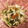 まきろんカフェ's cooksnap of when they made ささみと水菜の梅おかかサラダ♪♪.