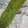 クック4ATSIP☆'s cooksnap of when they made よしな（かたは）の下処理法♫♬.