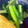 nyaoppi's cooksnap of when they made 小松菜大量消費！小松菜の塩ダレ炒め.