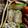 ガメコ's cooksnap of when they made きぬさやとカニカマの卵焼き.
