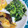 へい♡ゆー♡'s cooksnap of when they made ほうれん草のごまあえ♥.