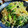 低カロ探検隊's cooksnap of when they made ほうれん草と糸こんのごま和え.