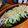低カロ探検隊's cooksnap of when they made こっくりごまだれバンバンジー.