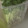 0720まま's cooksnap of when they made かいわれ大根の保存法.