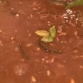 chou*'s cooksnap of when they made カレーの隠し味☆ 牛乳&カルダモン.