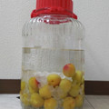 ととろ＆めい's cooksnap of when they made 青梅〜完熟梅で！華やか完熟梅酒2022.