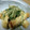 mikanmama's cooksnap of when they made 水菜と薄揚げの胡麻和え☆.