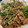 チぃ〜's cooksnap of when they made 簡単！牛肉とピーマンのオイスター炒め♪.