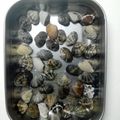モンジュン's cooksnap of when they made アサリの砂抜き　ＪＡにいがた南蒲.