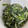 とらとら★'s cooksnap of when they made ほうれん草とじゃこのごま油炒め.
