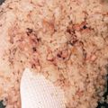 クックM6ACOZ☆'s cooksnap of when they made いか団子の炊き込みご飯.