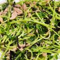 ぱんだロボット's cooksnap of when they made 簡単・即席☆豆苗のツナ塩昆布炒め.