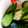 honey19's cooksnap of when they made オクラとミニトマトのぬか漬け.