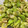 toshio39's cooksnap of when they made *消化レシピ*　そら豆の素揚げ.