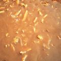 ibuちゃん's cooksnap of when they made 豚肉で簡単ハヤシライス.