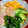 ルぴあ's cooksnap of when they made 新食感♪ところてんの冷やし中華風サラダ♪.