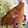 はる1234's cooksnap of when they made ☆簡単！赤魚の煮付け☆.