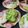 saetun's cooksnap of when they made 餃子の皮ピザ　ホットプレートの温度設定.