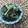 Jaye's cooksnap of when they made 胡瓜とみょうがの柚子胡椒わかめサラダ.