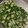 檸檬パン's cooksnap of when they made おくらの長期保存.