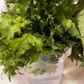 クックmichi☆♪'s cooksnap of when they made シソの葉保存法.