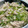 ぼなちょ's cooksnap of when they made ダイエットに!ささみねぎ塩和え.
