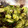 クック8G6EC7☆'s cooksnap of when they made きくらげときゅうりの酢の物.