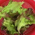 ポメちょん's cooksnap of when they made 野菜の洗い方　虫が付いている場合.