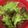 ポメちょん's cooksnap of when they made 野菜の洗い方　虫が付いている場合.