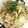 柏もちこ's cooksnap of when they made 豚肉と梅干しときゅうりのさっぱりそうめん.