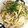 柏もちこ's cooksnap of when they made 豚肉と梅干しときゅうりのさっぱりそうめん.