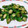 candy726's cooksnap of when they made 簡単！おくらのおかか醤油炒め.