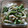 ガメコ's cooksnap of when they made あと一品♪超簡単！新玉ねぎと絹さや炒め.