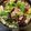 ♡yummy♡'s cooksnap of when they made 【卯月製麺】なすと豚肉の具沢山つけうどん.