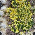 momonaomam's cooksnap of when they made ホットプレートで牛肉ガーリックライス.