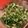 ymwt's cooksnap of when they made 豆腐に♪ご飯に♪オクラと茗荷の麺つゆ和え.