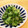 mint3mint3's cooksnap of when they made 簡単１品！きゅうりと新生姜の酢の物.