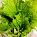 よしよしのキッチン☆'s cooksnap of when they made ＊長持ち大葉（青じそ）の保存法＊.