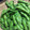 クックGVF9PB☆'s cooksnap of when they made 枝豆はレンジ加熱が便利で簡単♪.
