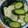 NACHIMAE's cooksnap of when they made 簡単かぶきゅうりの浅漬け.