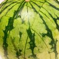 よっちゃんせっちゃん's cooksnap of when they made スイカの切り方.