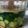 きたぱんぱん's cooksnap of when they made 塩のみ。きゅうりの塩水漬け.