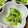 あいあんまみー's cooksnap of when they made 超簡単★青梗菜とアミエビの和え物.