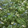CzuDELI's cooksnap of when they made とってもシンプル！バジルソースの作り方.