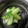 クックRYTNYB☆'s cooksnap of when they made 幼児食　胡瓜の浅漬け　胡瓜の漬物.