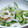 しーちゃんpapa's cooksnap of when they made もやしときゅうりとちくわの中華サラダ.