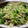 Oちゃんばば's cooksnap of when they made もやしときゅうりとちくわの中華サラダ.