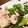 haru990's cooksnap of when they made 簡単！激ウマ！豚バラピーマンのわさび醤油.